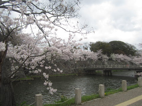 桜・桜